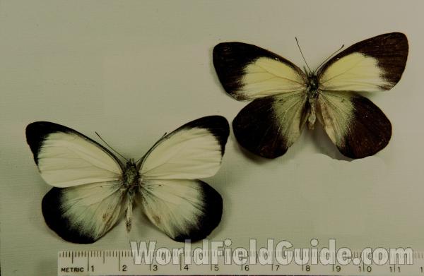 Pair - Dorsal<br>(Origin of the Specimen: Buru, Indonesia)