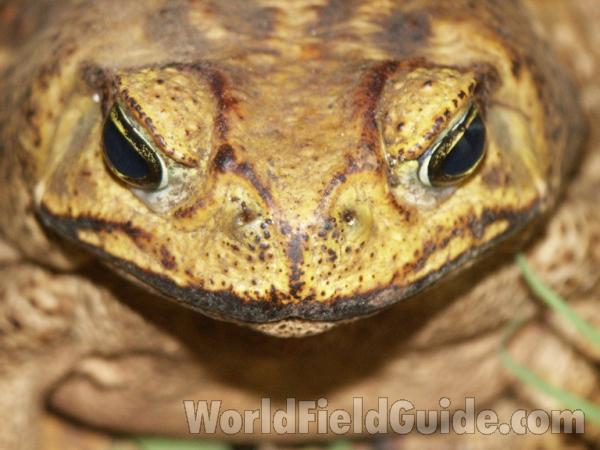 Front View<br>(Location of Picture: Nicaragua)