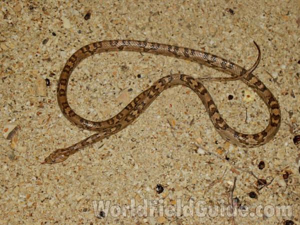 Entire View<br>(Location of Picture: Nicaragua)