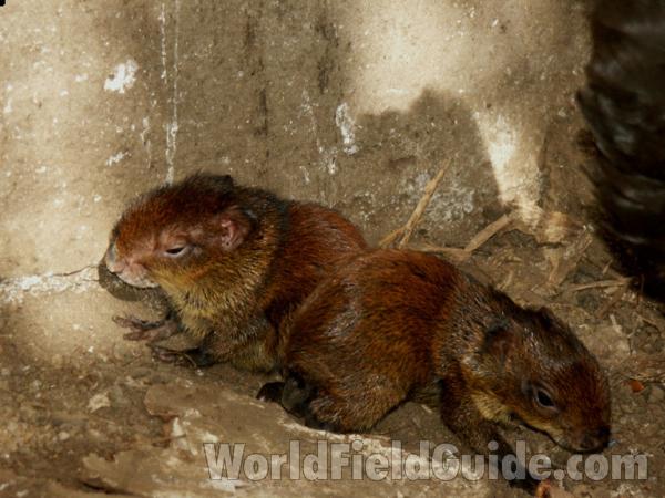 2 Babies<br>(Location of Picture: Nicaragua, San Marcos)