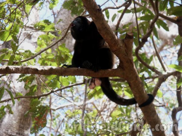 Sitting in  Tree<br>(Location of Picture: Nicaragua, Domitila)