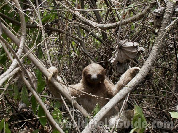 In Tree<br>(Location of Picture: Nicaragua, Bosawas)
