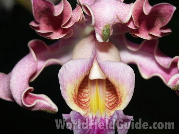 Flower<br>(Location of Picture: Nicaragua, San Marcos)