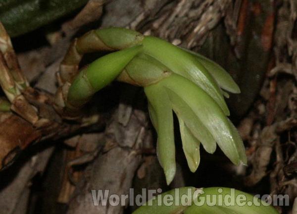 Flower<br>(Location of Picture: Nicaragua, D Vaca)
