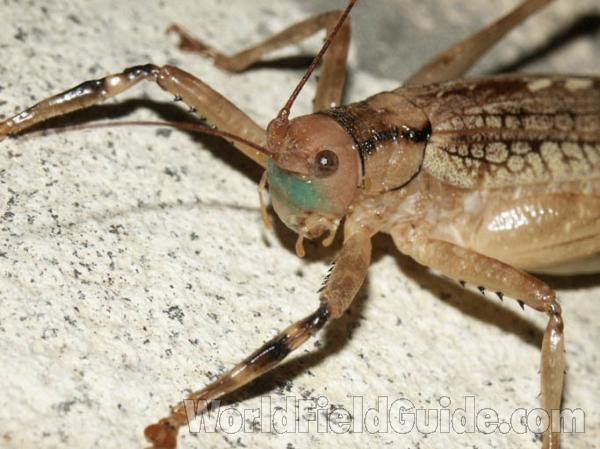 Front View<br>(Location of Picture: Nicaragua, Rivas)