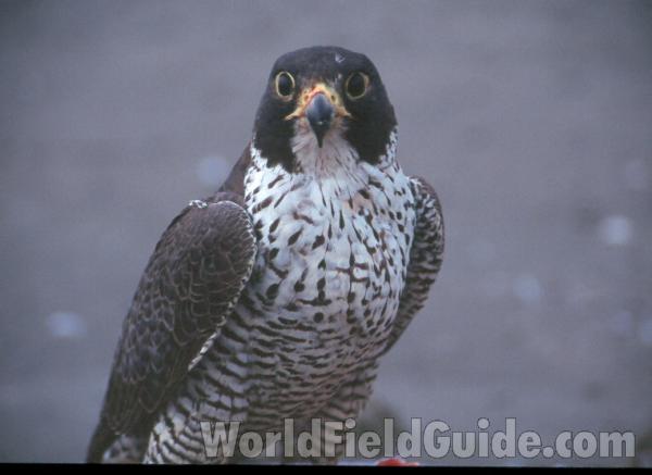 Close Up<br>(Location of Picture: Spokane, Washington, USA)