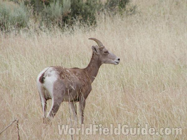 Habitat - Ewe<br>(Location of Picture: Toats Coulee, Washington, USA)