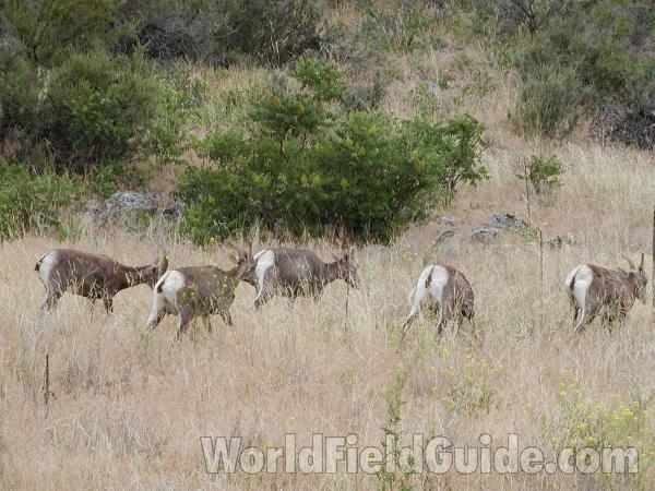 Five Ewes<br>(Location of Picture: Toats Coulee, Washington, USA)