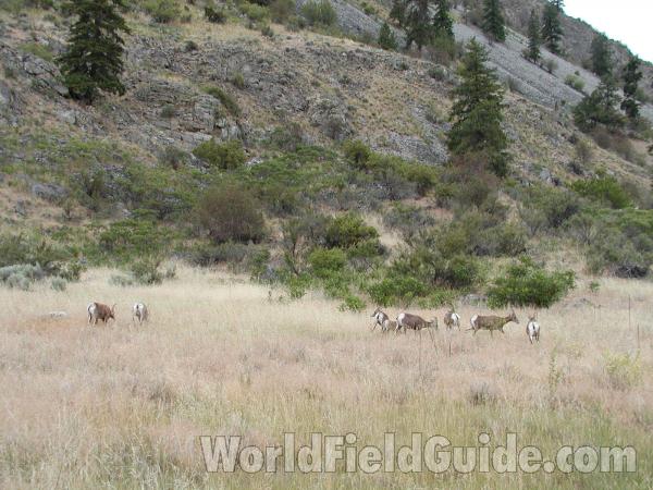 Small Herd<br>(Location of Picture: Toats Coulee, Washington, USA)