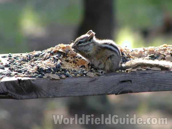At Feeder<br>(Location of Picture: Conconully, Washington, USA)