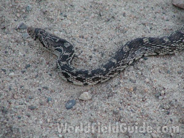 Close View<br>(Location of Picture: Neville Ridge, Washington, USA)