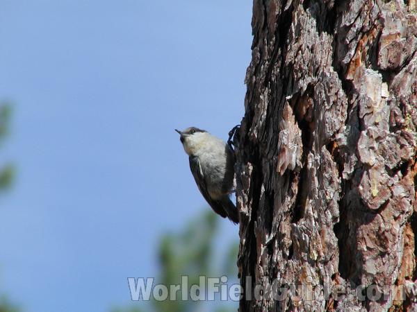 On Tree<br>(Location of Picture: Neville Ridge, Washington, USA)