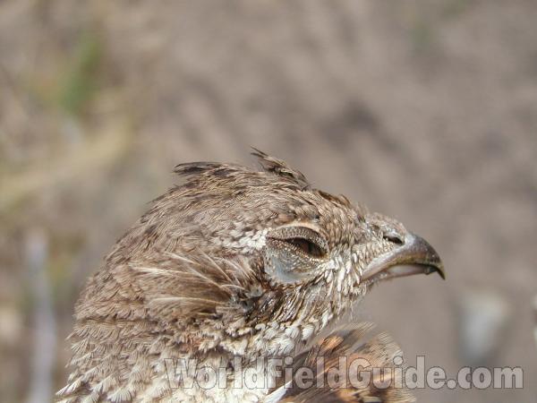Head<br>(Location of Picture: Conconully, Washingon, USA)