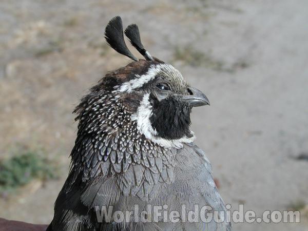 Head - Male<br>(Location of Picture: Okanogan, Washington, USA)