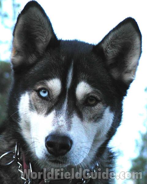 Alaskan Malamute Mix<br>(Origin of the Specimen: Pet)