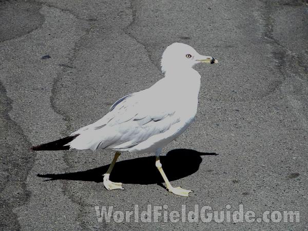 Adult<br>(Location of Picture: Omak, Washington, USA)