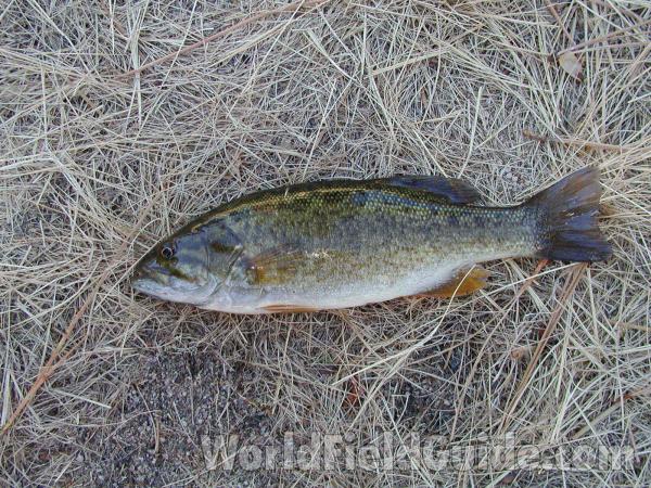 Fresh Caught - Silhouette<br>(Location of Picture: Leader Lake, Washington, USA)