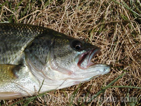 Fresh Caught - Head View<br>(Location of Picture: Leader Lake, Washington, USA)