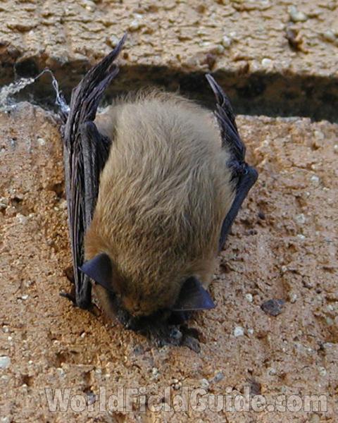 Full View<br>(Location of Picture: Okanogan, Washington, USA)