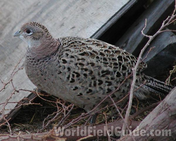Female<br>(Location of Picture: Washington, USA)