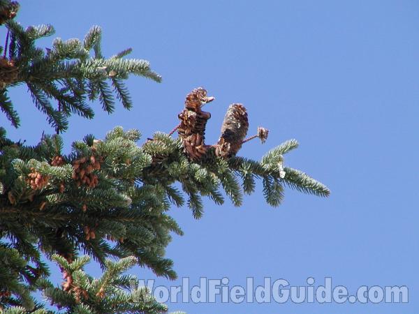 Cones<br>(Location of Picture: Garden In Washington)