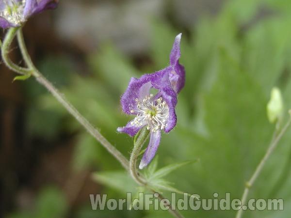 Flower Front View<br>(Location of Picture: Loup Loup, Washington)