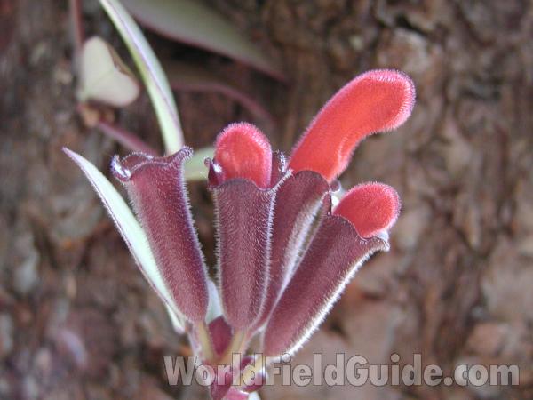 Bud - Close Up<br>(Location of Picture: Okanogan, Washington, Garden)