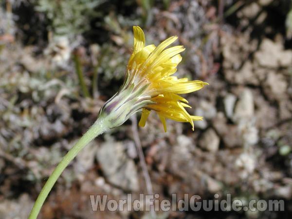 Flower - Side<br>(Location of Picture: Toats Coulee, Washington)