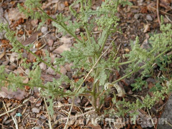 Leaves<br>(Location of Picture: Okanogan, Washington)