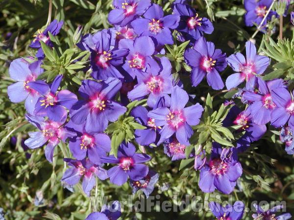 Flowers<br>(Location of Picture: Okanogan, Washington)