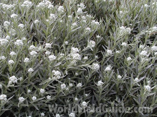 Habitat<br>(Location of Picture: Conconully, Washington)