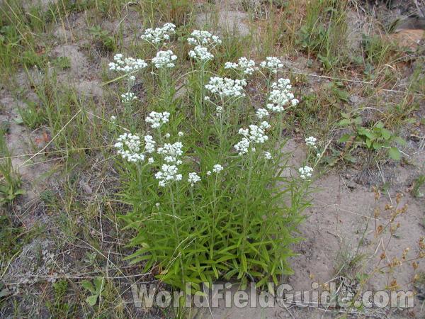 Habitat<br>(Location of Picture: Conconully, Washington)