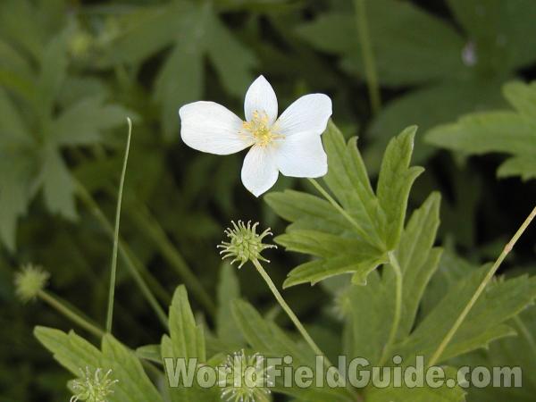 Flower and Leaf<br>(Location of Picture: Okanogan, Washington)