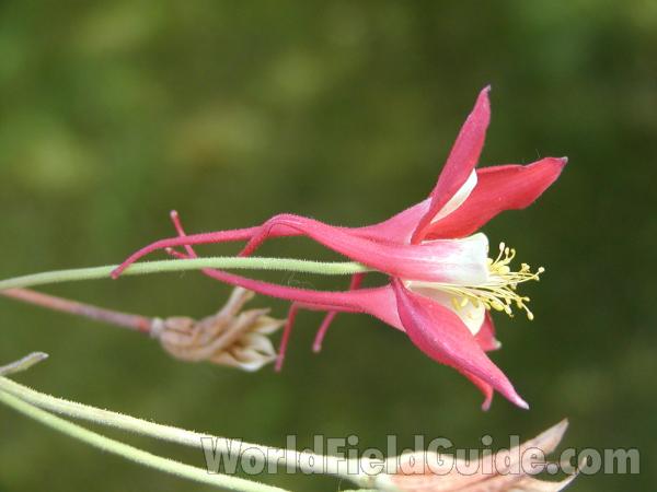 Flower Side<br>(Location of Picture: Washington, USA)