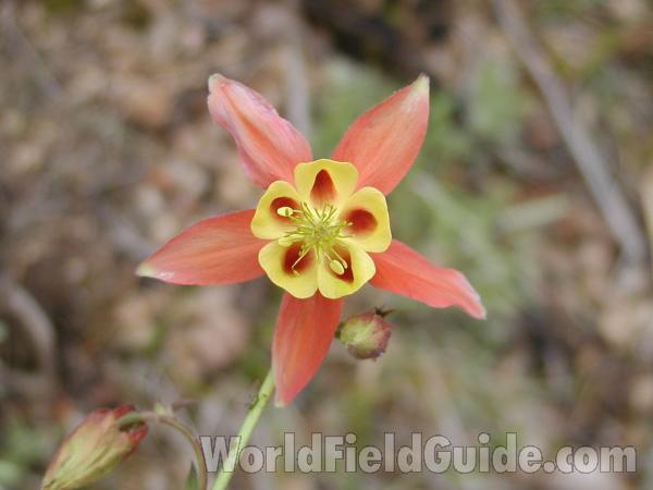Flower Front<br>(Location of Picture: Toats Coulee, Washington)