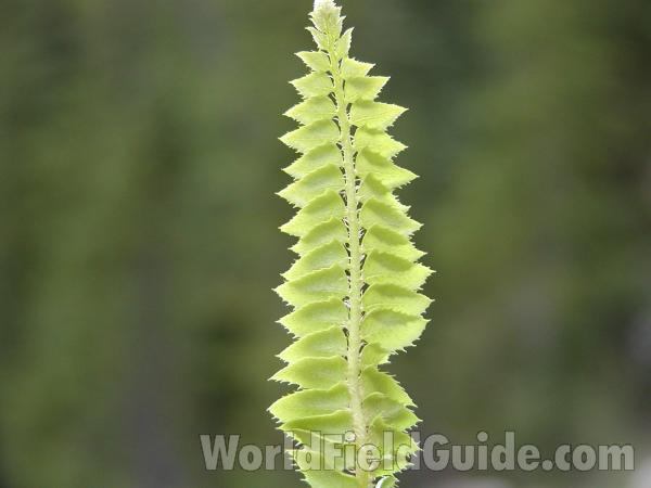 Frond<br>(Location of Picture: Cascades, Washington)