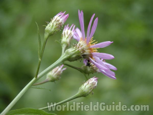 Flower Side<br>(Location of Picture: Baldy Mountain,  washington, USA)