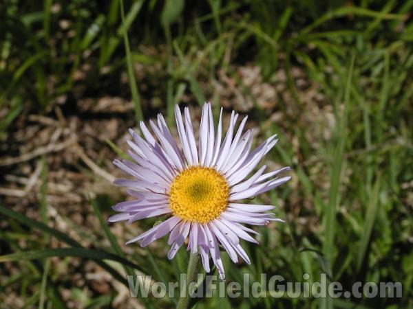 Flower<br>(Location of Picture: Cascades)