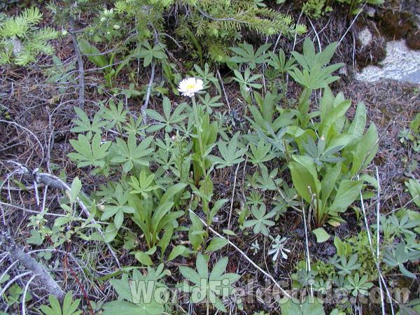 Habitat<br>(Location of Picture: Baldy Mountain, Washington, USA)