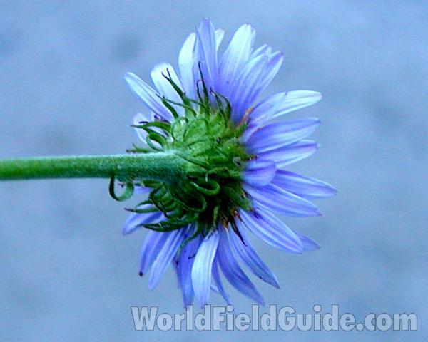Flower Back<br>(Location of Picture: Baldy Mountain, Washington, USA)