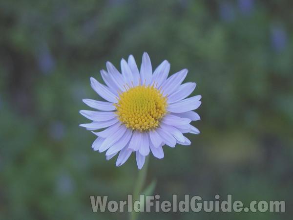 Flower<br>(Origin of the Specimen: 4)