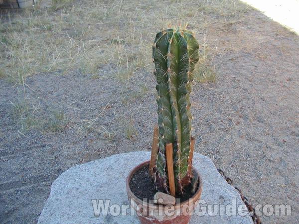 In Pot<br>(Location of Picture: Neville, Washington)