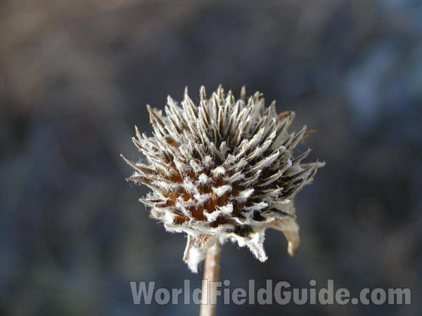 Seed Head<br>(Location of Picture: Okanogan, Washington)