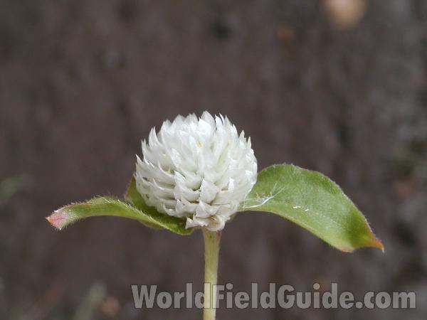 Flower<br>(Location of Picture: Okanogan, Washington, USA)