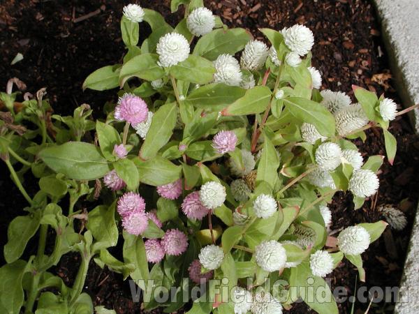 Top Of Plant<br>(Location of Picture: Okanogan, Washington, USA)