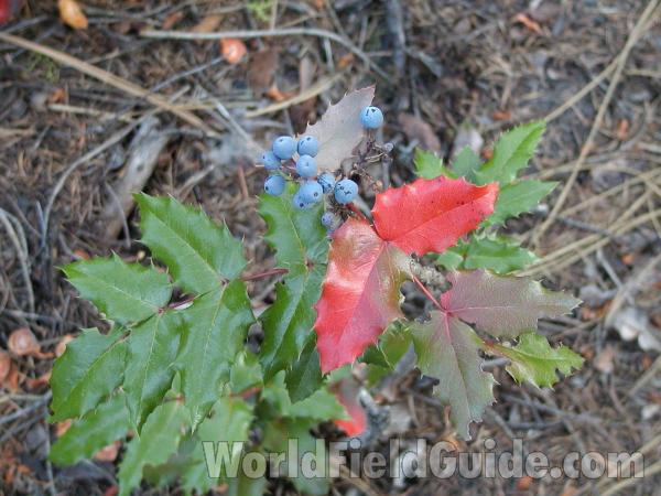 Fruit and Leaves<br>(Location of Picture: Conconully, Washington, USA, 2002)