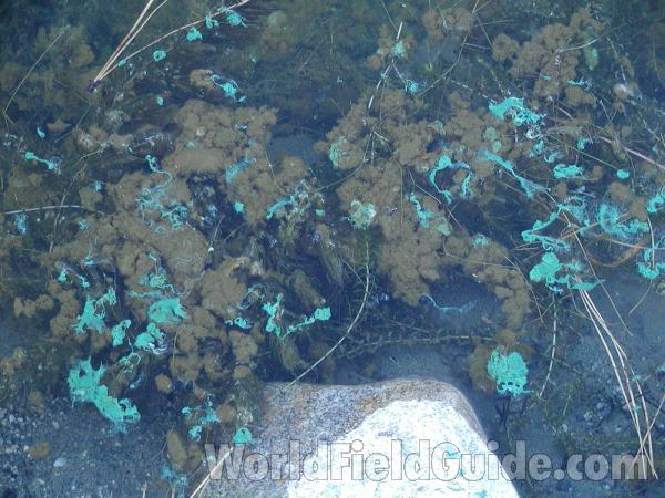 Habitat<br>(Location of Picture: Green Lake, Washington, USA)