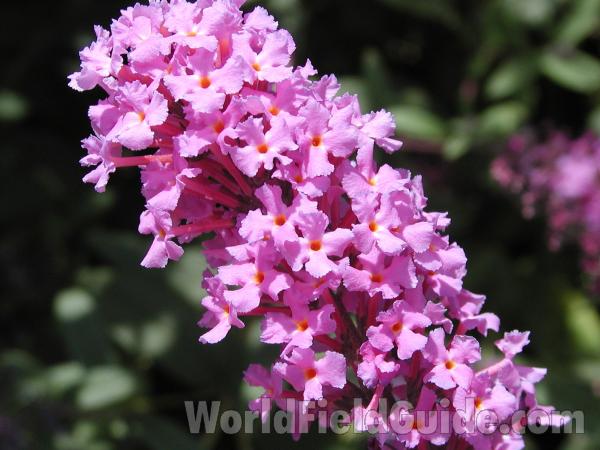 Flower Raceme<br>(Location of Picture: Omak, Washington, USA)