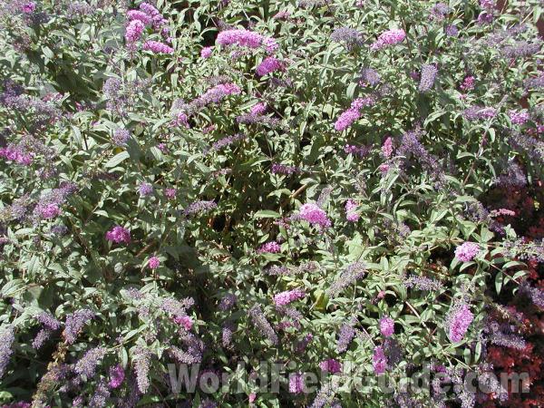 Top Of Plant<br>(Location of Picture: Omak, Washington, USA)