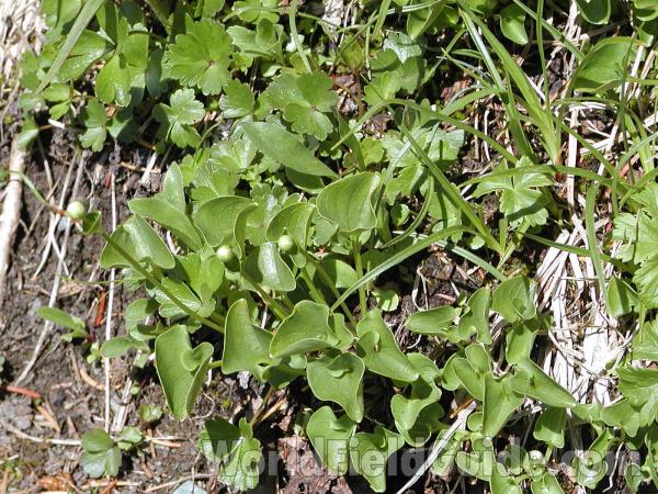 Leaves<br>(Location of Picture: Harts Pass, Washington, USA)